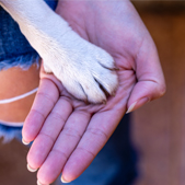 doggie paw on top of human hand